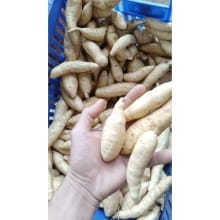 Ubi Madu Cilembu Asli 1 KG – Segar dan Lezat dari Sumedang