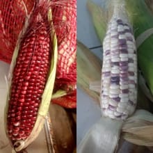 Jagung Ketan Batik Ungu Putih – Manis dan Pulen 1Kg