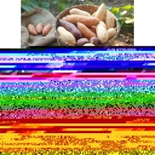 Ubi Cilembu Manis Madu Segar 1kg
