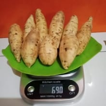Ubi Madu Cilembu Manis Ukuran Kecil 1KG