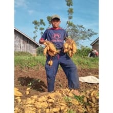 Ubi Cilembu Madu Asli 1kg – Manisnya Alami