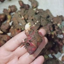 Bibit Jahe Merah Berkualitas (10-20gr) – Segar dan Siap Tumbuh!