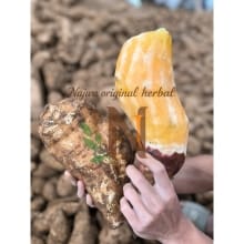 Umbi Yakon Najwa Herbal Asli Wonosobo 500 Gram