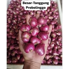 Bawang Merah Jumbo Probolinggo Asli