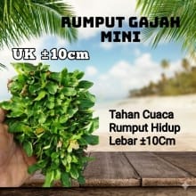 Rumput Gajah Mini 10Cm | Taman Hidup yang Cantik