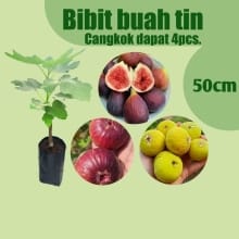 Paket Bibit Buah Tin – 4 Varian Menarik