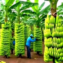 Bibit Pisang Mulyo FHIA17 Asli 100% Kualitas Terbaik Cepat Berbuah
