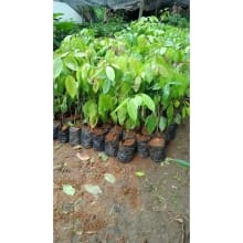 Bibit Jengkol Super: Tumbuh Cepat dan Berkualitas