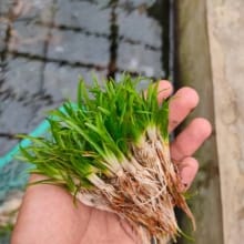 Tanaman Aquascape Sagitaria Sabulata – Harga Terjangkau!