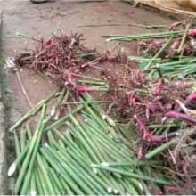 Bibit Kapulaga Hibrida Merah Super – Siap Tumbuh