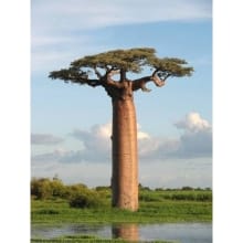 Benih Pohon Baobab (Adansonia Digitata) – Pohon Afrika Tahan Panas