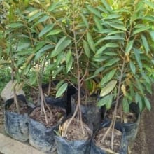 Bibit Durian Musangking Kaki 3 Tinggi 1 Meter – Tanaman Berkualitas