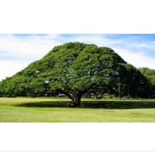 Bibit Pohon Trembesi (Samanea Saman) – Kihujan Rindang