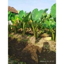 Bibit Talas Gajah / Mbote Talas Kimpul – 1 Pcs