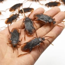 Kecoa Palsu Prank 1:1 – Kreasi Unik untuk Kesenangan