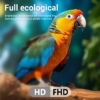 Weyon Smart TV LED 43 Inch – TV cerdas Android, Full HD